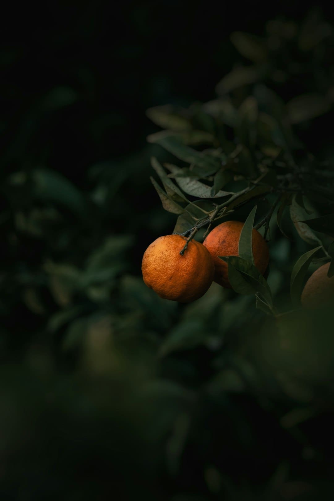 暑期大剧盘点:《幻城》《半妖倾城》《超少年暗码》